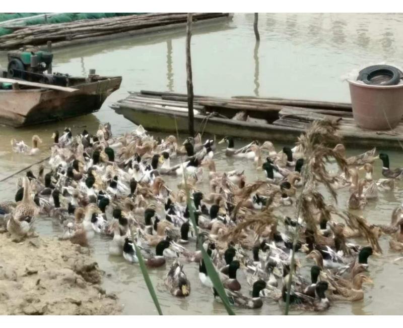 純放養(yǎng)青頭鴨、三那土雞、鳳尾菇 原生態(tài)產(chǎn)品